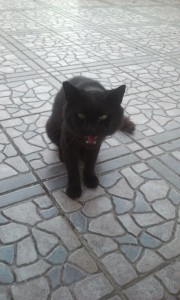 Naturel poilu chatte noire